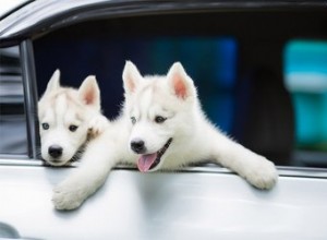 Emmener un chiot lors d un long voyage en voiture