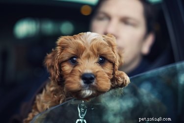 Сопровождение щенка в длительной поездке на автомобиле