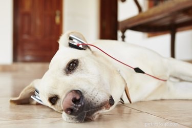 Věda nám říká, která zvířata mají ráda hudbu a která ne