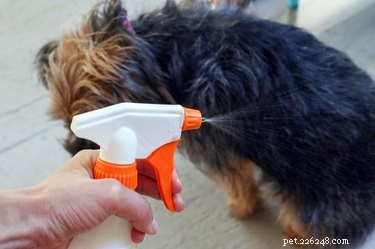 Deodorante naturale per pelo per cani fatto in casa