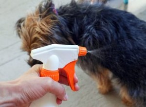 Désodorisant naturel fait maison pour chiens