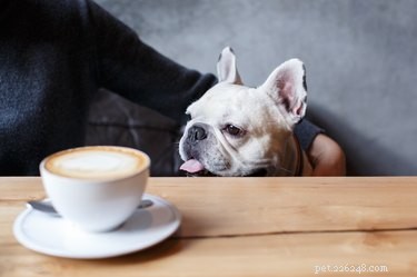 12 секретных пунктов меню для собак в популярных ресторанах