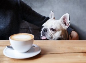 12 éléments de menu secret pour les chiens dans les restaurants populaires