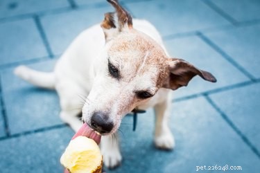 12 hemliga menyobjekt för hundar på populära restauranger