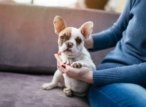 Est-ce que mon chiot pense que je suis sa mère ?