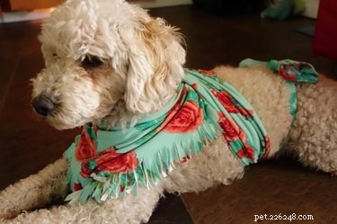 Maak een omslagdoek voor honden van leggings