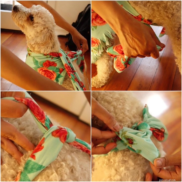 Créer une écharpe anti-anxiété pour chiens à partir de leggings