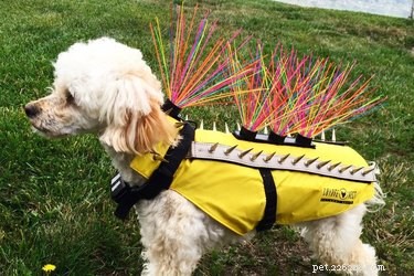Может ли этот костюм спасти жизнь вашей собаке?
