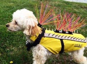 Cette tenue pourrait-elle sauver la vie de votre chien ?