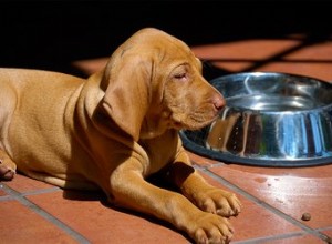 Välja en hundskål för en valp