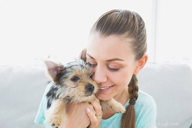 あなたは子犬にあまりにも多くの愛情を与えることができますか？ 