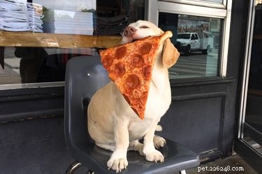 11 receitas de pizza super fáceis para cães