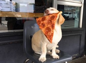 11 recettes de pizza super faciles pour les chiens