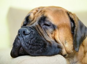 Aliments qui aident à calmer les chiens