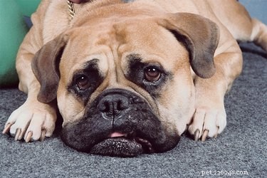 Kan uw tapijt uw hond jeuken?