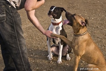 Aprendidos vs. Traços herdados do cão