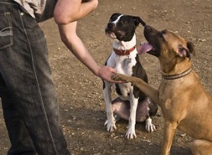 Traits de chien appris ou hérités