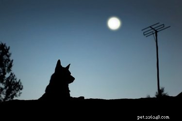 Os cães realmente latem na lua cheia?