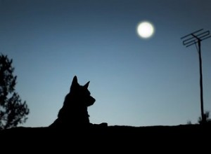 Les chiens aboient-ils vraiment à la pleine lune ?