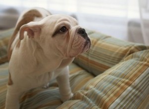 適切な犬用ベッドフィラーの選択 