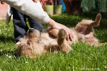 I cani hanno punti che provocano il solletico?