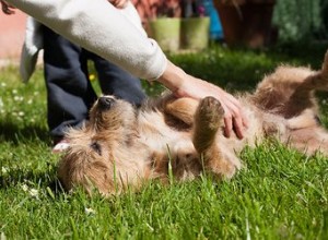 Les chiens ont-ils des points chatouilleux ?