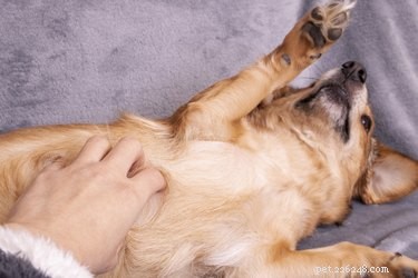 Есть ли у собак щекотливые пятна?