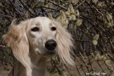 Le orecchie dei cani li aiutano a mantenere la calma?
