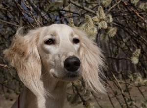 Hjälper hundars öron dem att hålla sig svala?