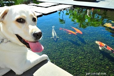 Os cães comem Koi Fish?
