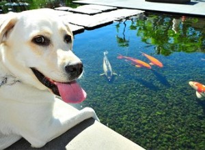 Les chiens vont-ils manger du poisson koï ?