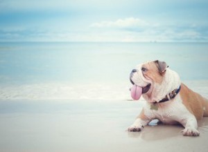 Quelles sont les capacités cognitives d un chien ?