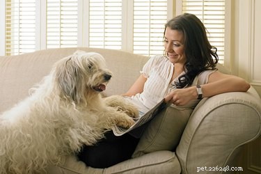 Советы по сидению с собакой