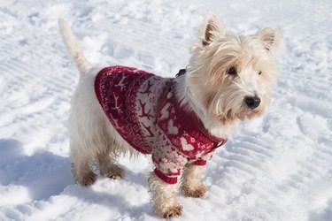 Como os suéteres para cães devem servir?