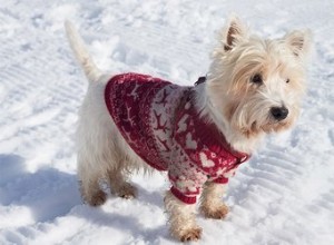 Comment les pulls pour chiens sont-ils censés s adapter ?