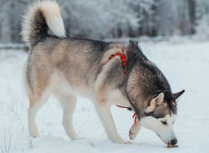 Les chiens sentent-ils mieux les odeurs lorsqu ils sont froids ?