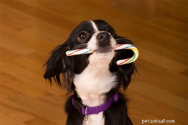 Comment retirer des bonbons de la fourrure d un chien