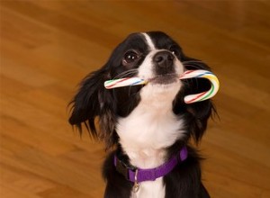 犬の毛皮からキャンディーを取り出す方法 