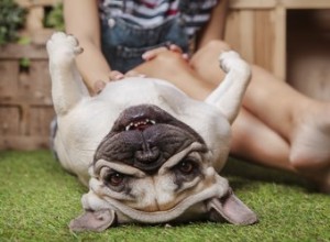 Les chiens se souviennent-ils de leurs anciens propriétaires ?