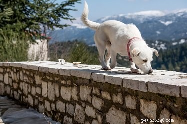 Kunnen honden ruiken hun weg terug naar huis?