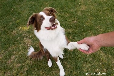 Kan hundar vara höger- eller vänsterhänta?