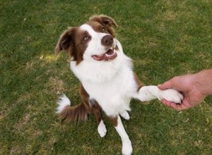 Les chiens peuvent-ils être droitiers ou gauchers ?