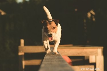 Os cães usam o rabo para se equilibrar?