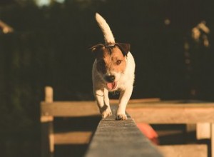 Les chiens utilisent-ils leur queue pour l équilibre ?