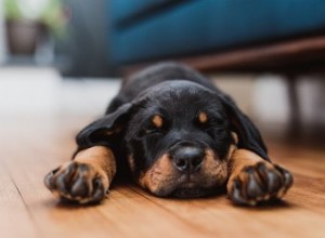 À quelle heure dois-je mettre mon chiot au lit ?