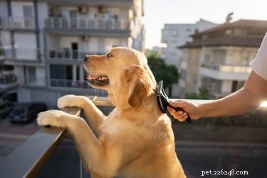 Pouvez-vous trop brosser votre chien ?