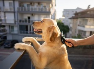 Pouvez-vous trop brosser votre chien ?