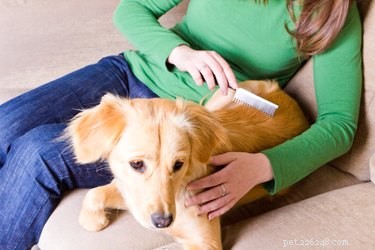 Kan du borsta din hund för mycket?