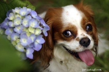Вредит ли собачья моча растениям?