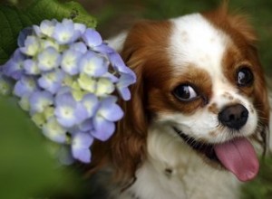 Le pipi de chien fait-il mal aux plantes ?